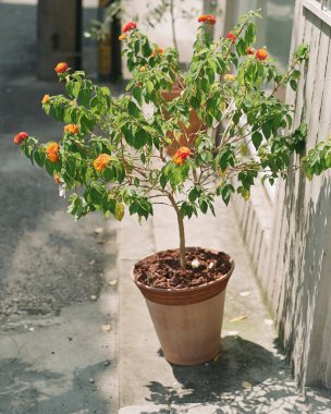 Beyaz arkaplanda kırmızı çiçekler