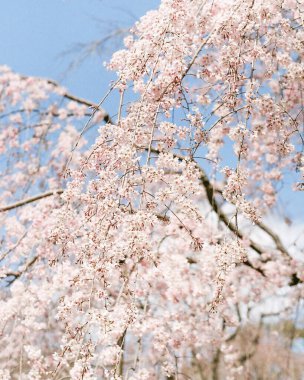 İlkbaharda kiraz çiçeği