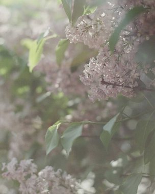 Güzel botanik fotoğrafı, doğal duvar kağıdı.