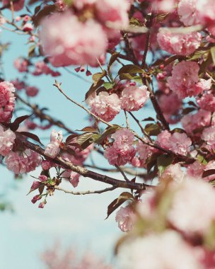Bahçedeki güzel bahar ağacı