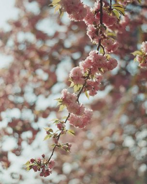 İlkbaharda kiraz çiçeği