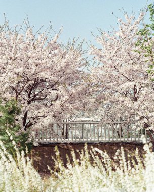 Baharda kiraz çiçeği ağacı