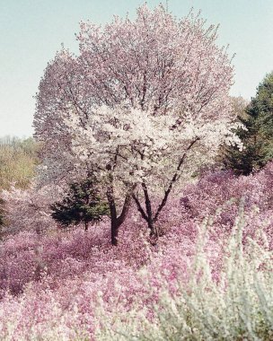 Güzel botanik fotoğrafı, doğal duvar kağıdı.
