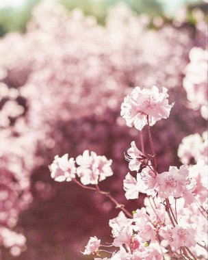 Bahçede güzel bahar çiçekleri