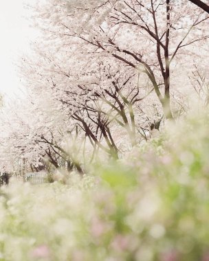 Bahçede güzel bahar çiçekleri