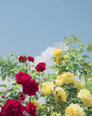 Bahçedeki güzel kırmızı gül