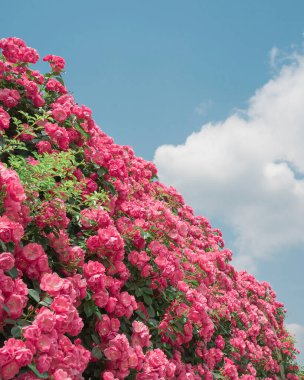 Bahçedeki güzel pembe güller