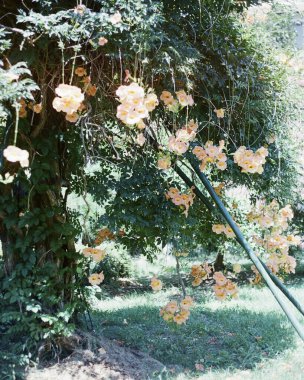 Güzel botanik fotoğrafı, doğal duvar kağıdı.