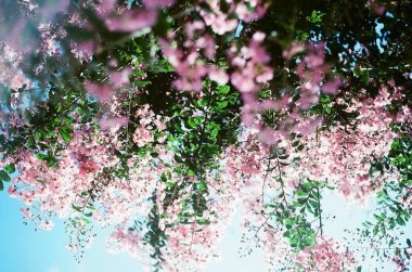 İlkbaharda kiraz çiçeği