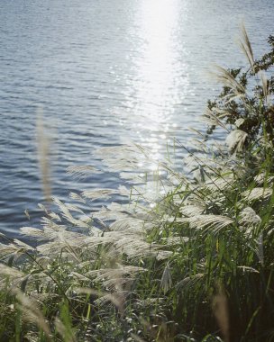 Güzel göl manzarası