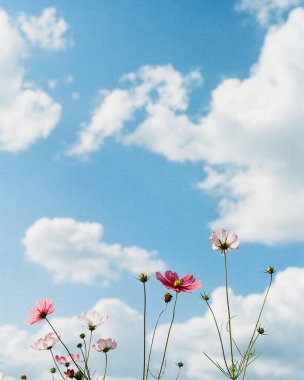 Bahçedeki güzel çiçekler