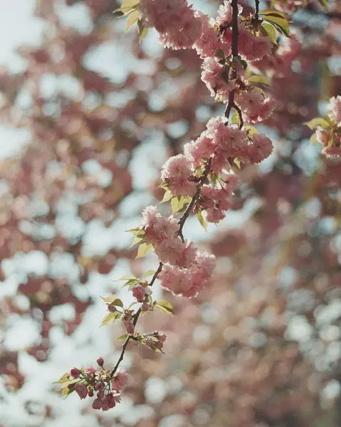 İlkbaharda kiraz çiçeği