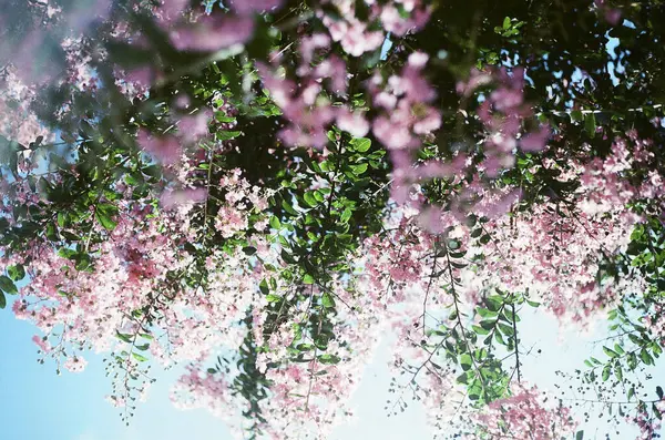 İlkbaharda kiraz çiçeği