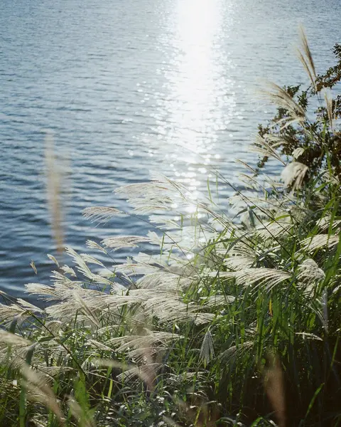 Güzel göl manzarası