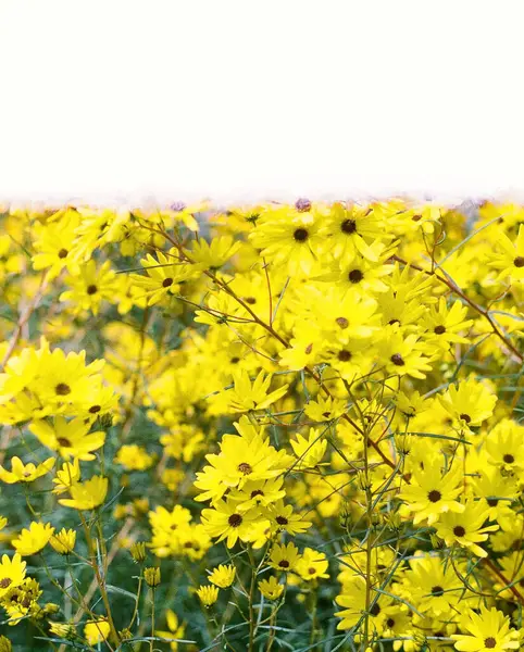 Sarı çiçekli tarla