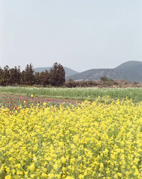 Çiçek tarlası olan güzel bir manzara