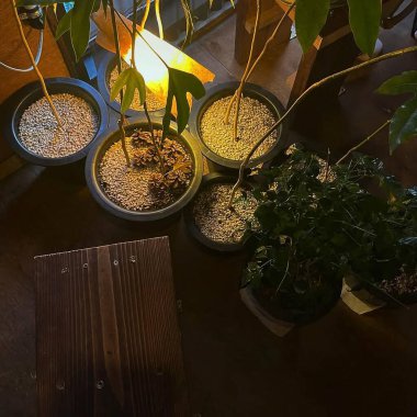 Bahçedeki bir bitkiyi kapat.