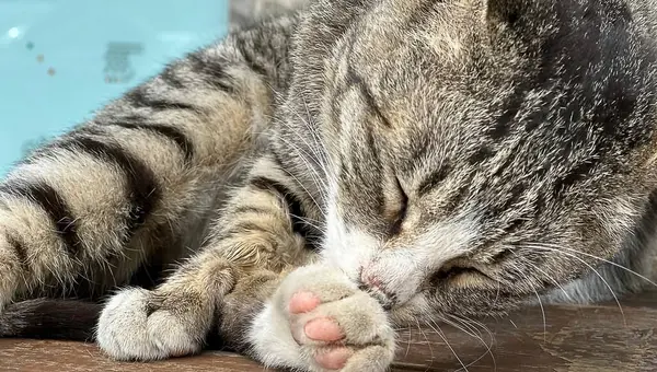 Şirin tüylü kedinin yakın görüntüsü