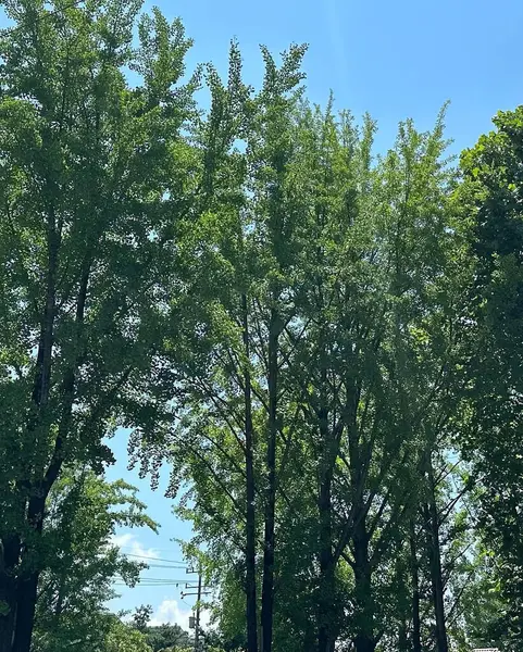 Ormanda yeşil ağaçlar