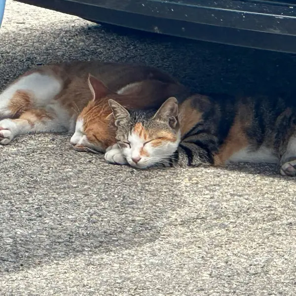 Kedi sokakta uyuyor.