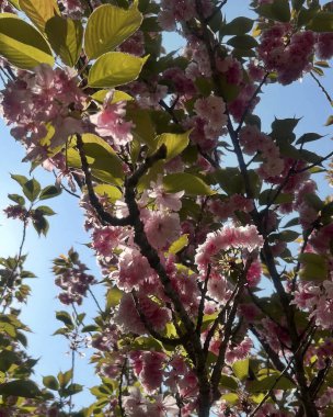Güzel botanik fotoğrafı, doğal duvar kağıdı.