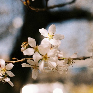 Bahçede bahar çiçekleri