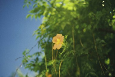 Bahçedeki güzel çiçekler