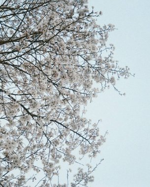 Ormanın güzel manzarası