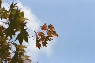 Güzel botanik fotoğrafı, doğal duvar kağıdı.