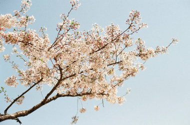Güzel botanik fotoğrafı, doğal duvar kağıdı.