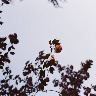 Güzel botanik fotoğrafı, doğal duvar kağıdı.