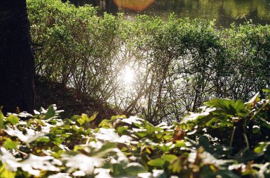 Ormanın güzel manzarası
