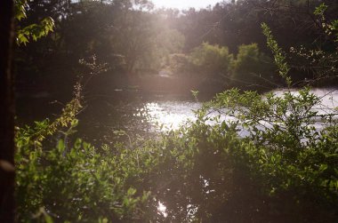 Ormandaki gölün güzel manzarası