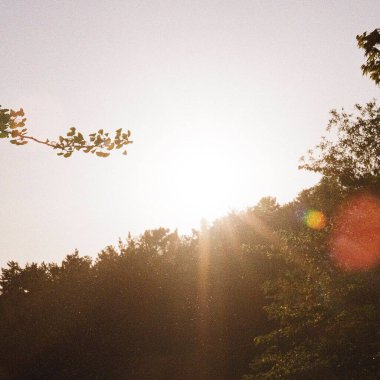 Ormanda güzel bir gün batımı