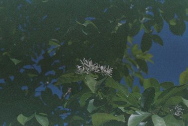 yeşil yapraklar, bitki örtüsü ve doğa