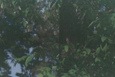 Ormanın güzel manzarası