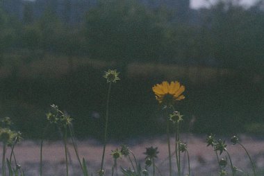 Bahçedeki güzel çiçekler