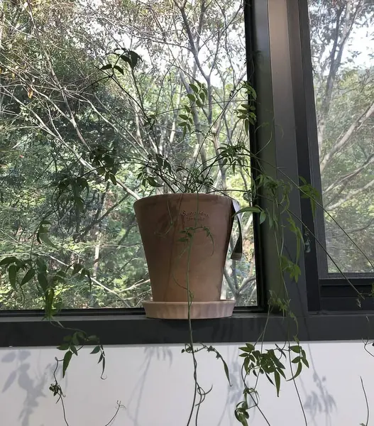 Bahçedeki yeşil bitki