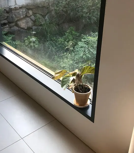 Güzel botanik fotoğrafı, doğal duvar kağıdı.