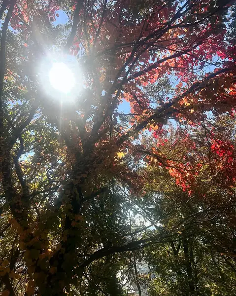 Ormanda sonbahar yaprakları