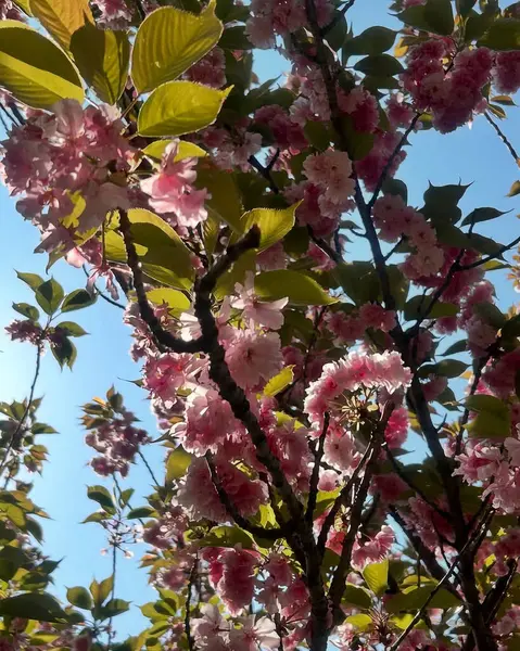 Güzel botanik fotoğrafı, doğal duvar kağıdı.
