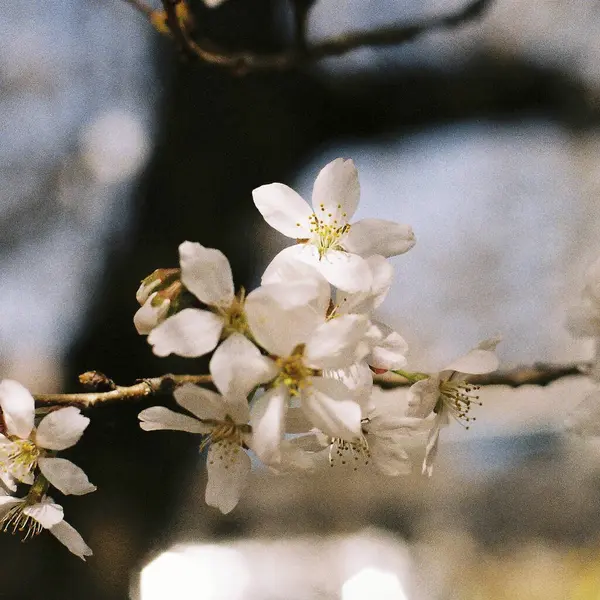Bahçede bahar çiçekleri