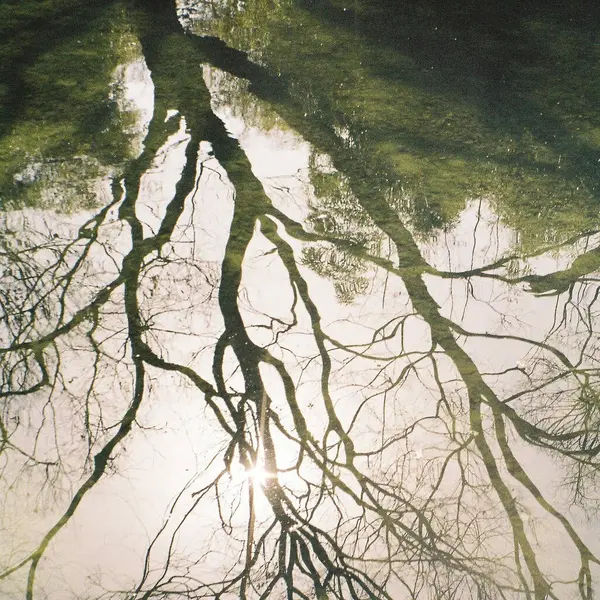 Ormanda nehri olan güzel bir manzara.