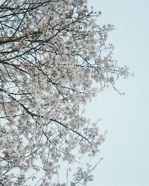 Ormanın güzel manzarası