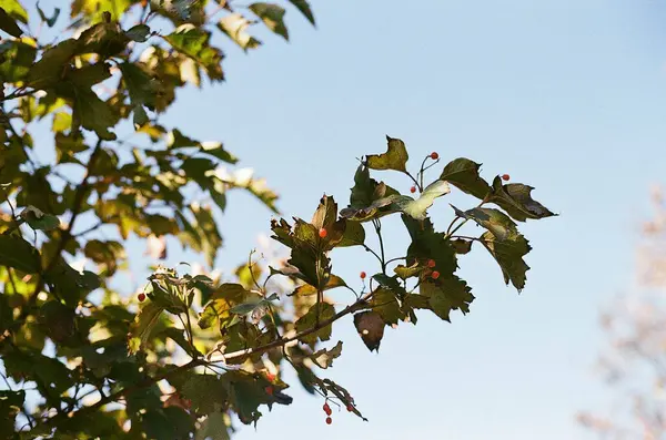 Bahçede yeşil yapraklar