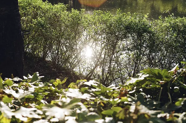 Ormanın güzel manzarası
