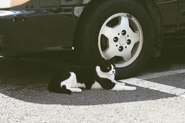 Siyah kedi beyaz benekli ve siyah gözlü.