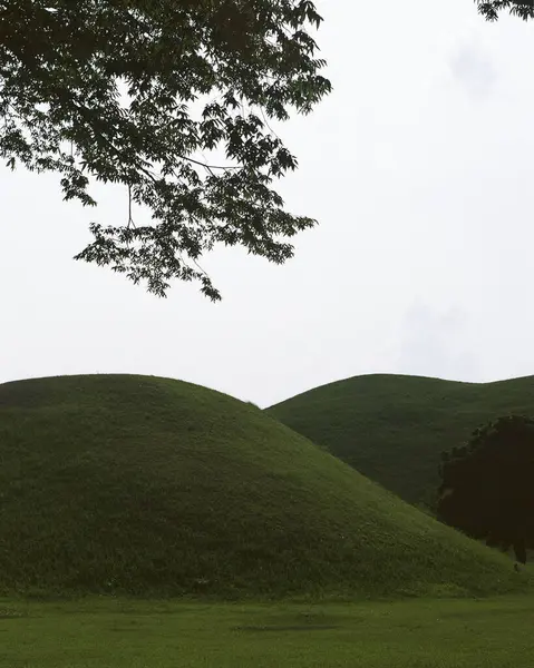 Ağacı ve dağı olan güzel bir manzara.