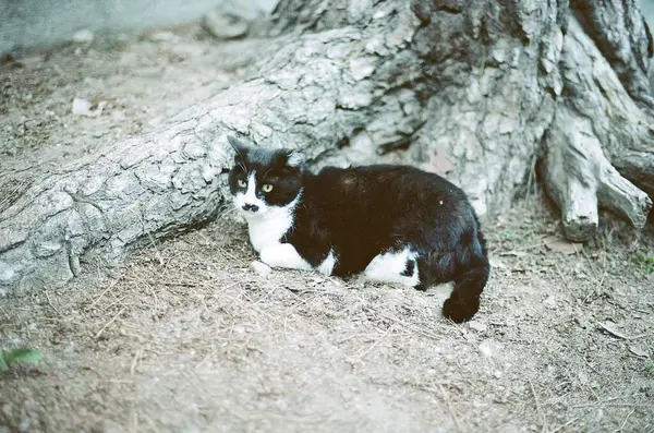 Kedi yerde oturuyor.