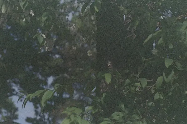 Ormanın güzel manzarası